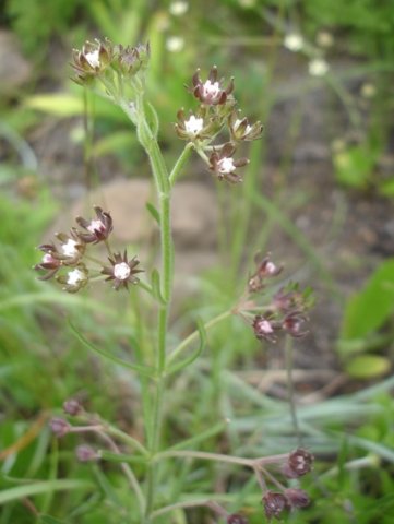 Schizoglossum bidens subsp. atrorubens